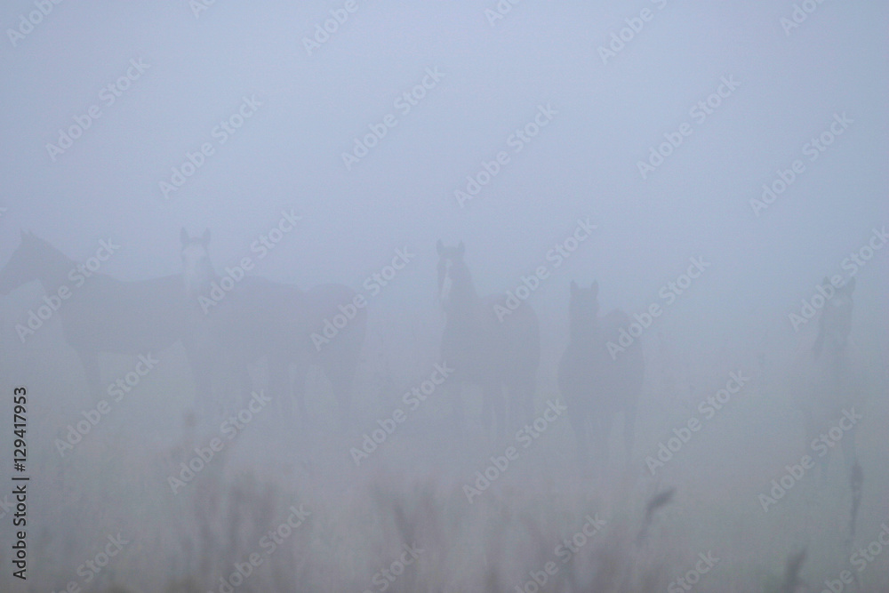 Naklejka premium Horses in the mist