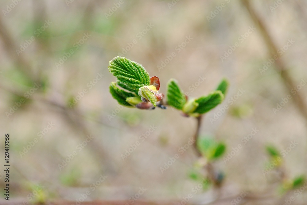 newborn plant newborn plant