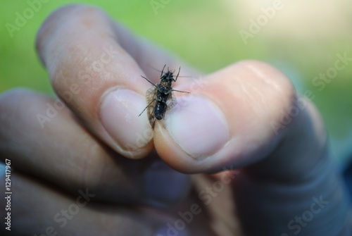 a fly in the hand