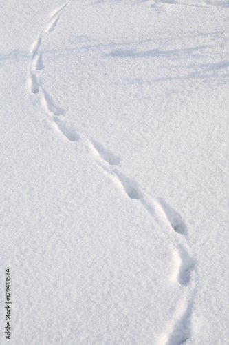rabbit tracks in the snow