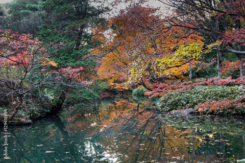Fototapeta Naklejka Na Ścianę i Meble -  Japanese park in Autumn