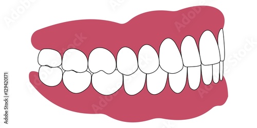 teeth and gums person