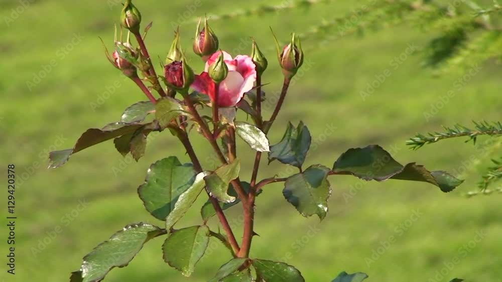 Eine rotweiße Rose schaukelt gemeinsam mit den Knospen im Wind