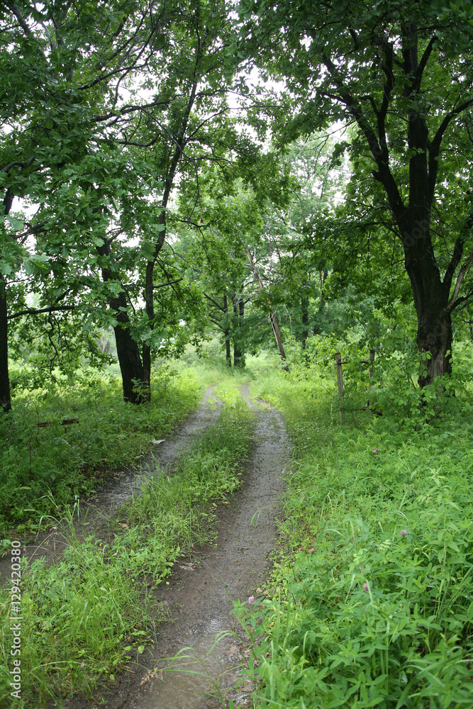 Fototapeta premium dirt road in the woods