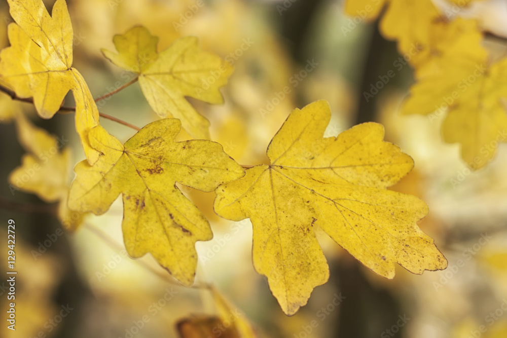 Leaves autumn morning