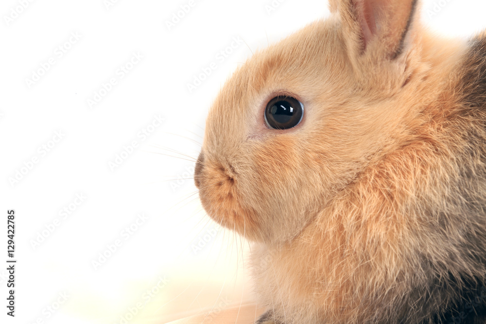 Obraz premium bunny rabbit