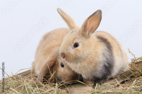 pair of rabbits