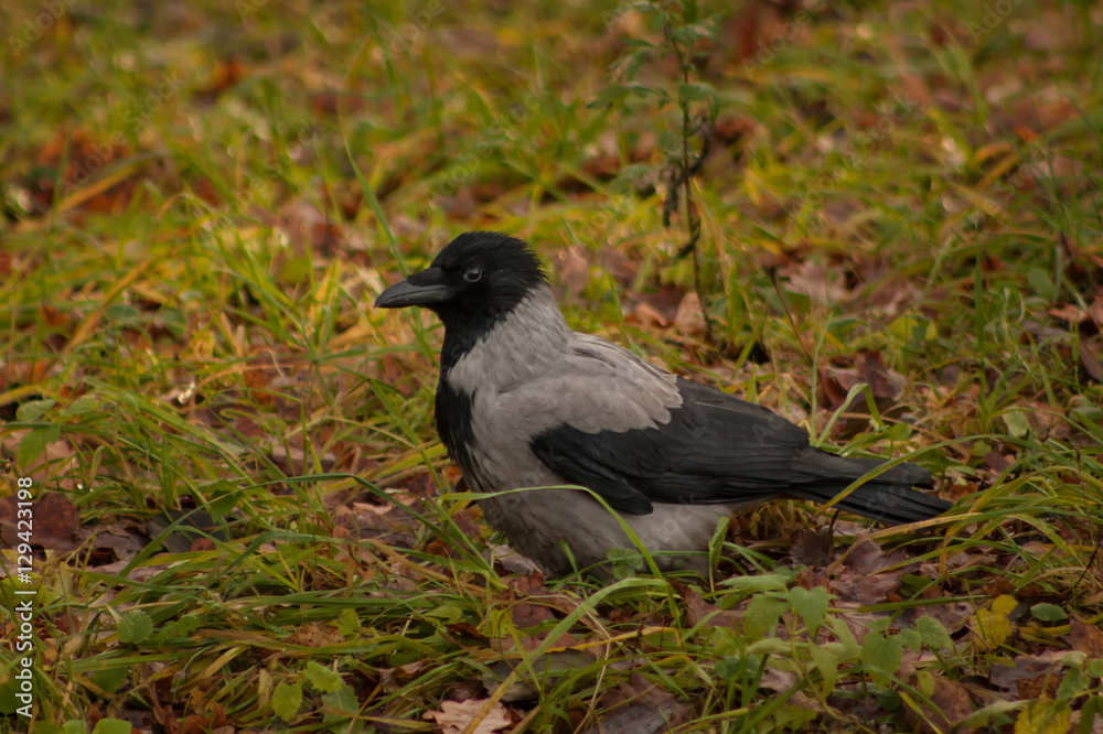 Fototapeta premium Hooded crow on the grass