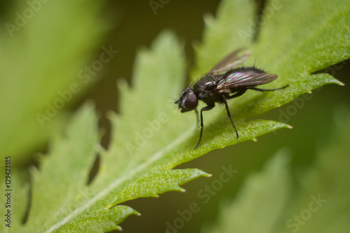 The fly on the leaf, macro © Marina Khilko