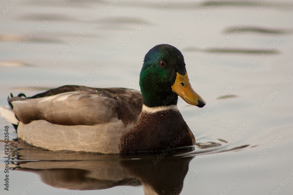 Duck on the lake. Duck on the lake.