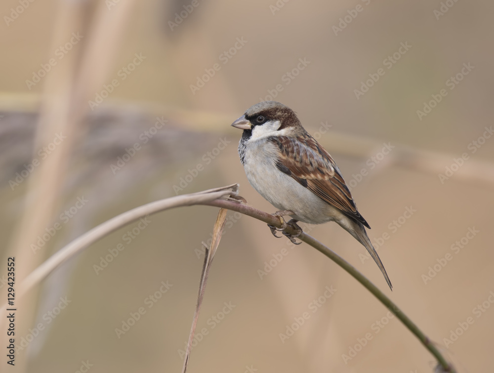 Obraz premium The Sparrow in Morning