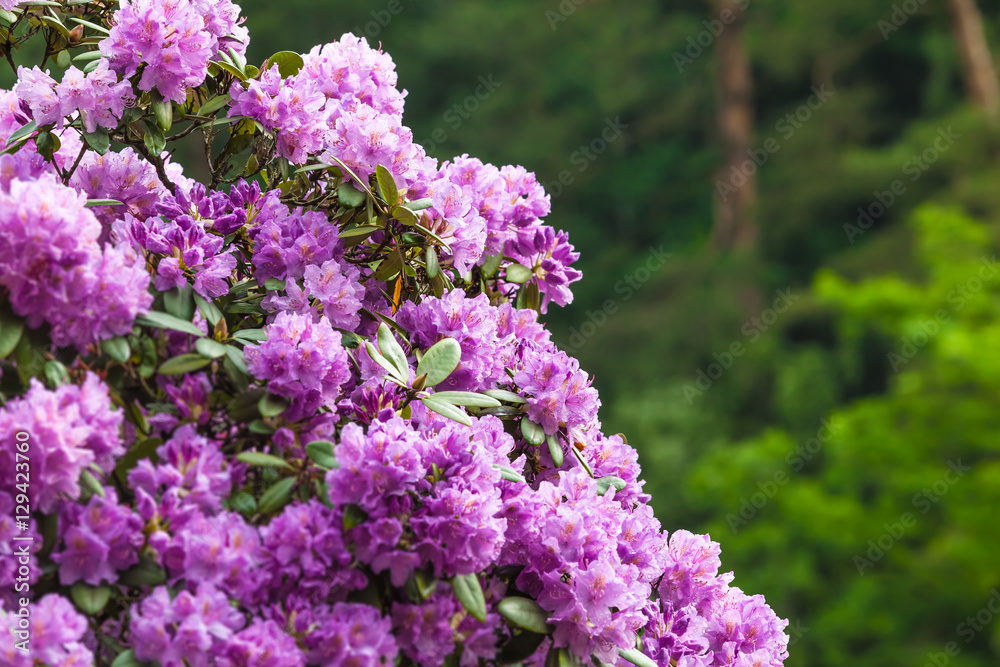 Obraz premium Detail of Blossoming Rhododendron / Closeup of Rhododendron bush in bloom and background of green vegetation