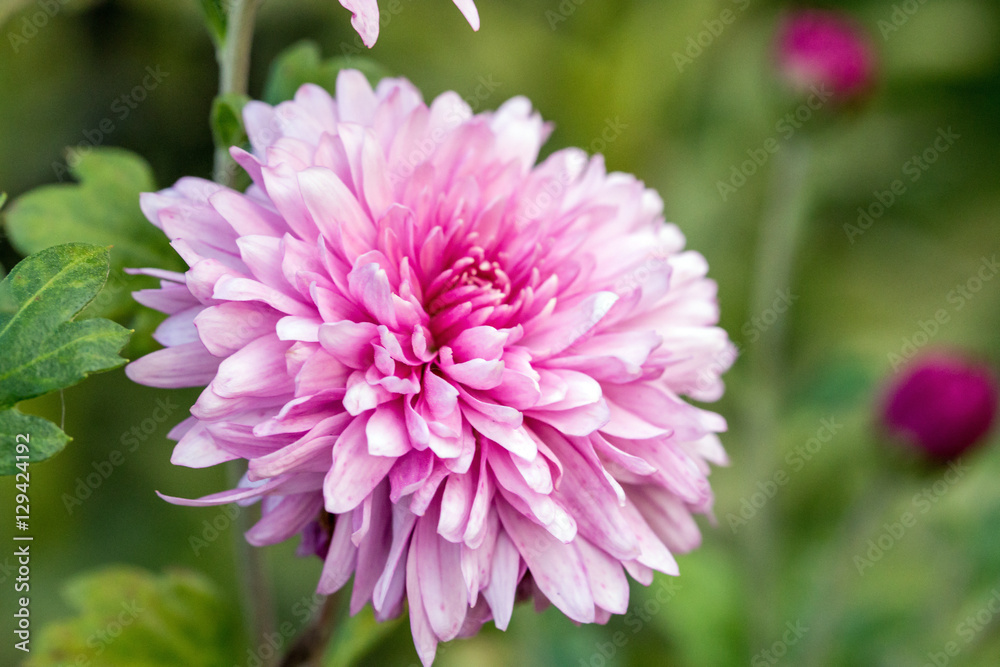 pink chrysanthemum flower pink chrysanthemum flower