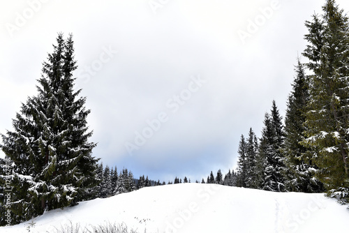 Winter landscape in the forest with snow covered trees © salajean