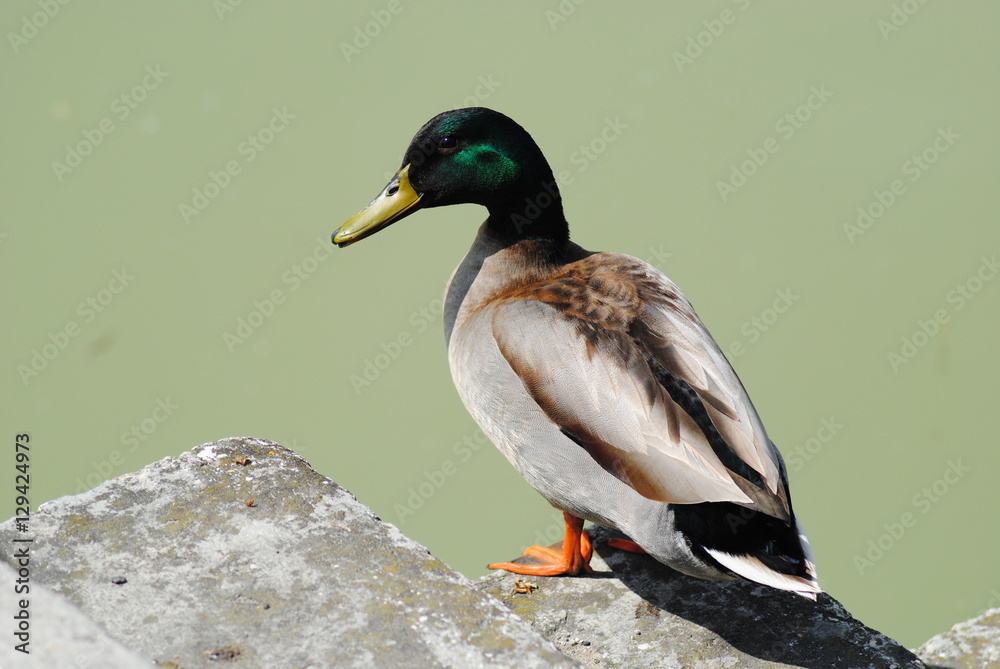 Obraz premium papera