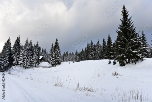 Winter mountain forest landscpae © salajean