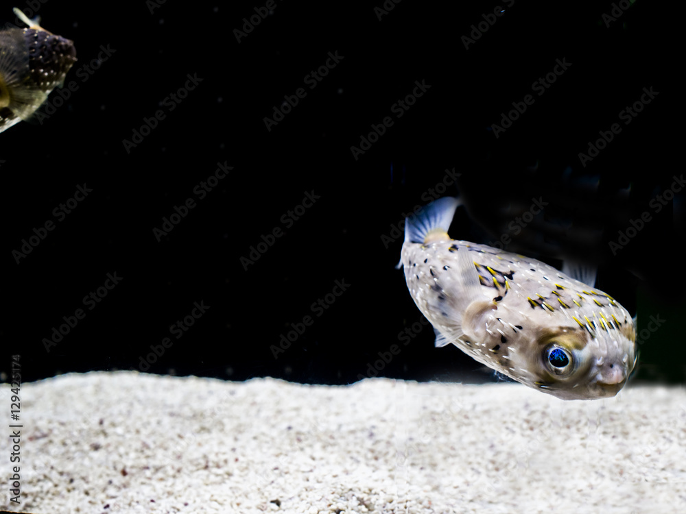 目が綺麗な魚 Stock 写真 Adobe Stock