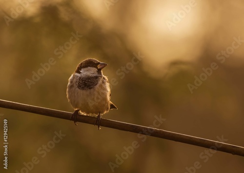 The Sparrow in Morning photo