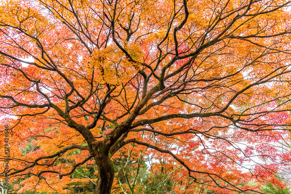 Japanese maple in autumn season, Kyoto Japan. Japanese maple in autumn season, Kyoto Japan.