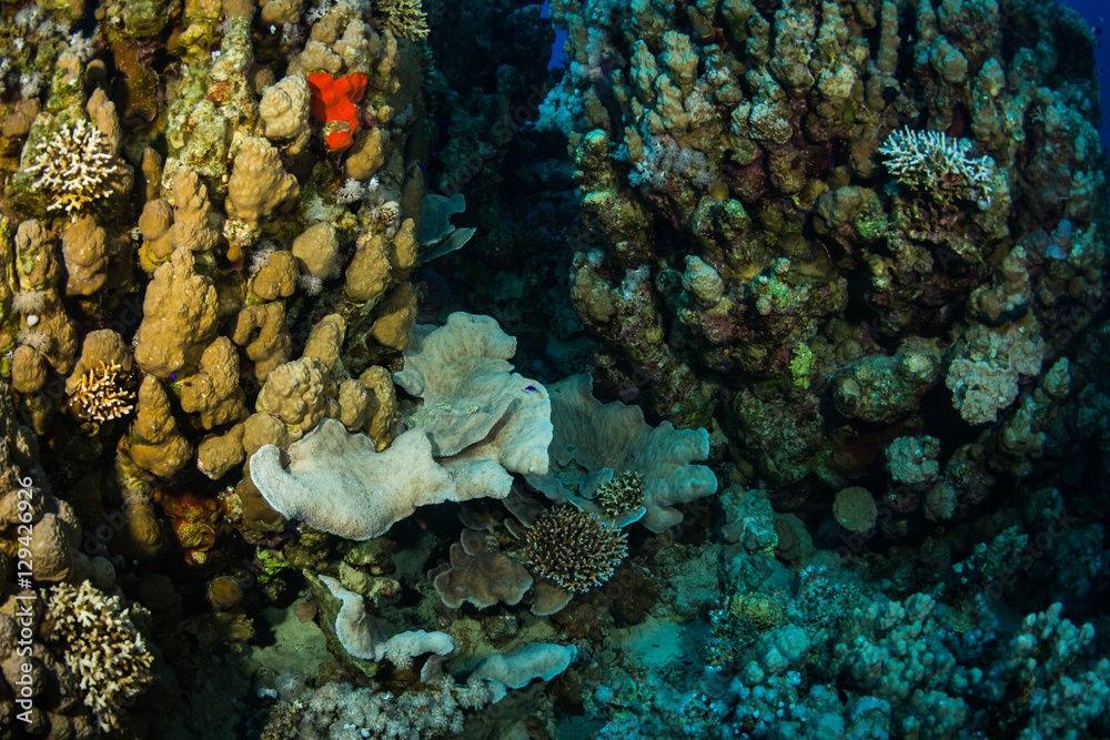 Fototapeta premium Coral garden