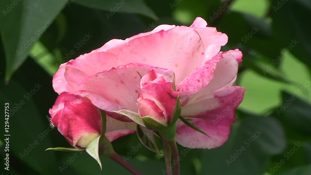Rotweiße Rosen bewegen sich im Wind (Nahaufnahme, horizontaler Kameraschwenk) Rotweiße Rosen bewegen sich im Wind (Nahaufnahme, horizontaler Kameraschwenk)