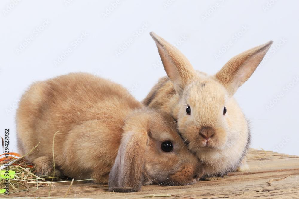 pair of rabbits