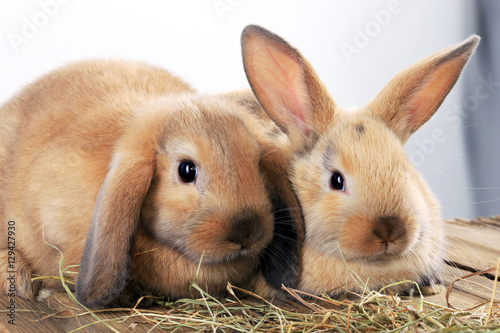 pair of rabbits