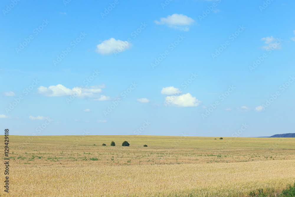 wheat field and sky