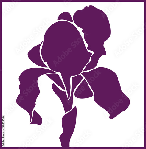 Fototapeta Naklejka Na Ścianę i Meble -  vector iris flower. Vector illustration.