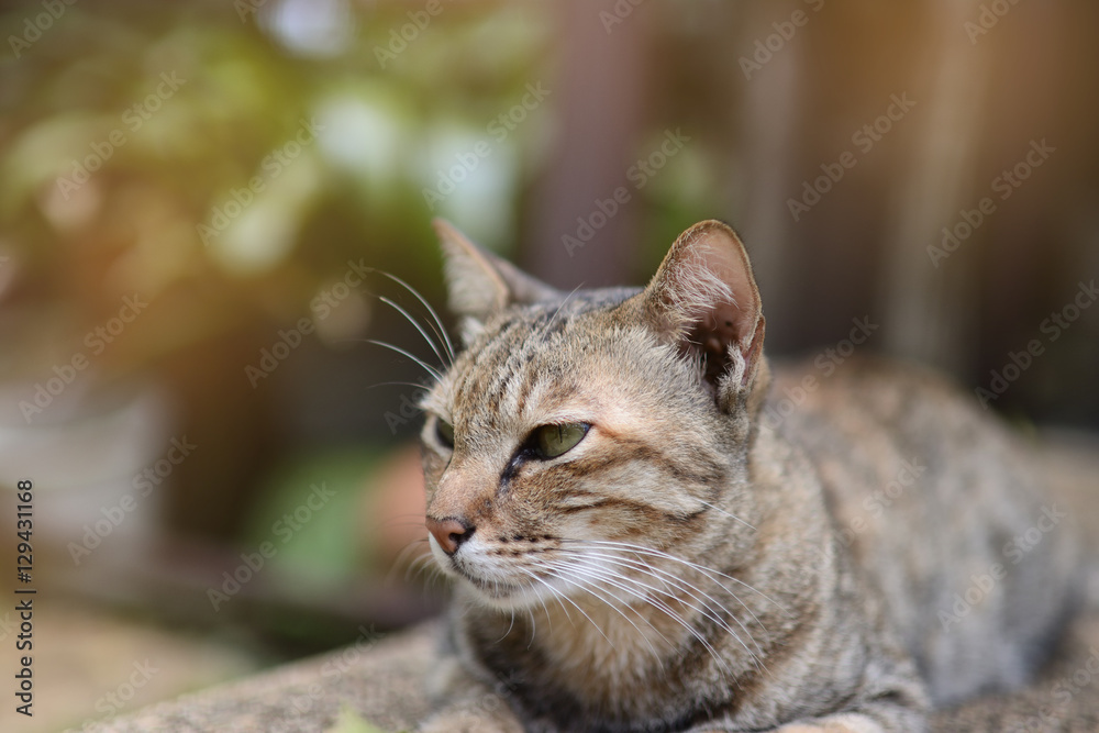 Close up of cat in the garden. Selective focus,light effect.