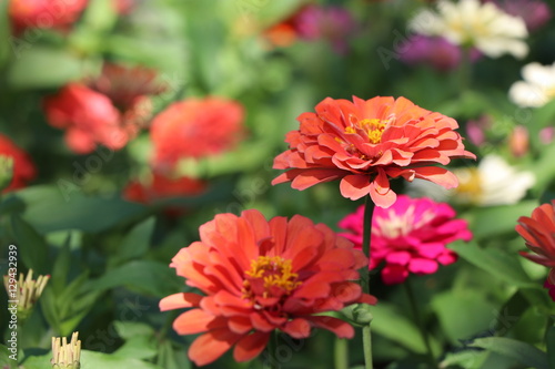 zinnia elegans colorful flowers in the park