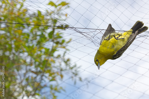 Farmers  trap birds eat rice photo