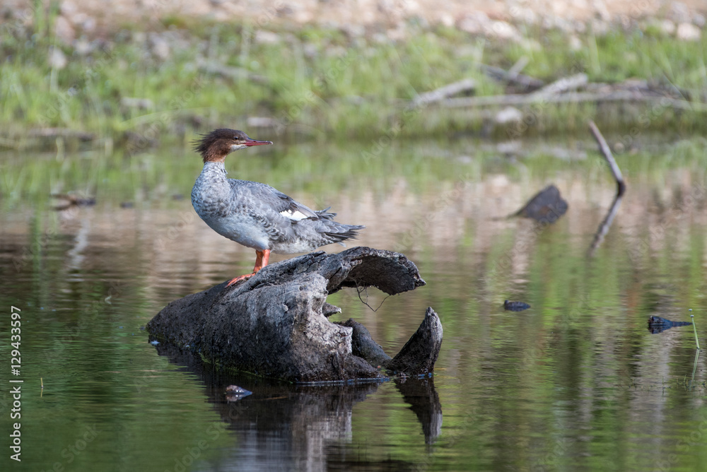 Common Merganser Hen on a Log in a Pond Common Merganser Hen on a Log in a Pond