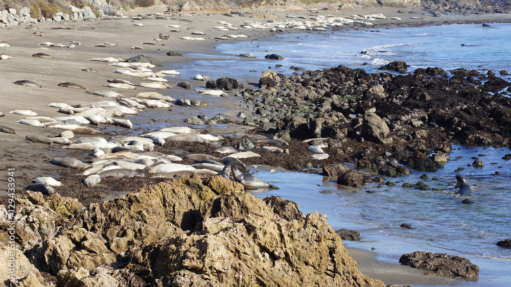 SAN SIMEON, UNITED STATES - OCTOBER 7th, 2014: Elephant Seal Vista Point at Highway No. 1 or Pacific Coast Hwy