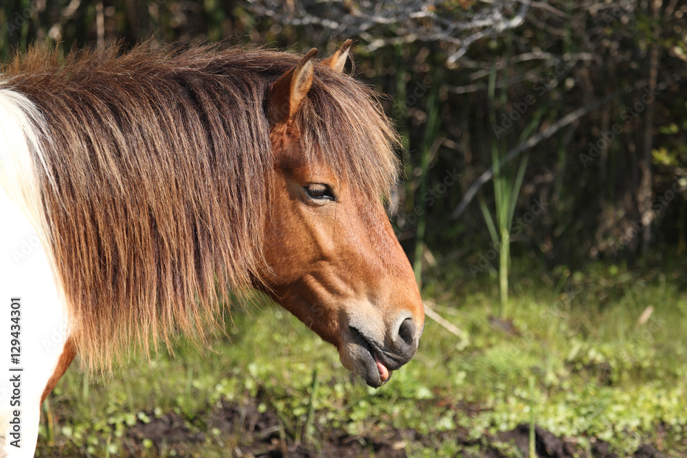 Obraz premium Wild pony on the Assateague Island National Seashore