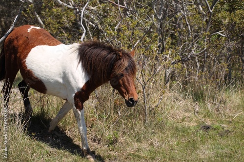 Wild pony on the Assateague Island National Seashore