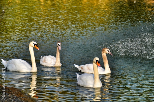 swan zoo
