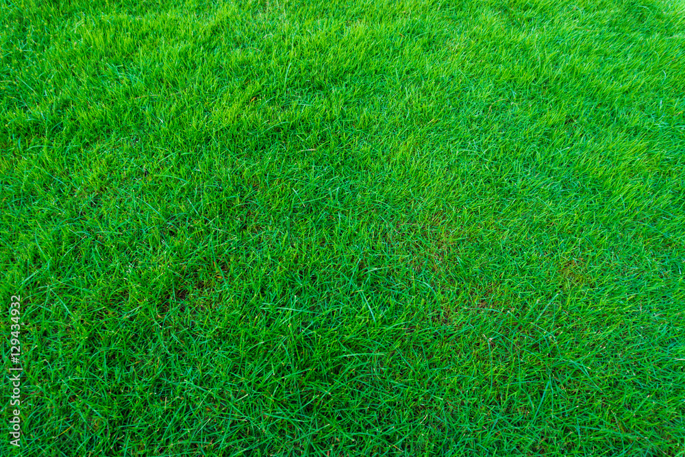 Beautiful green grass feel fresh texture Beautiful green grass feel fresh texture