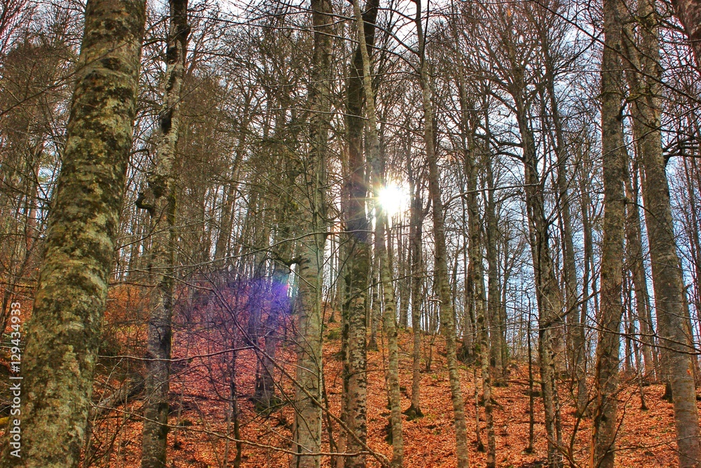 Obraz premium forest