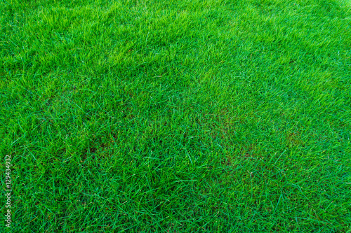 Beautiful green grass feel fresh texture