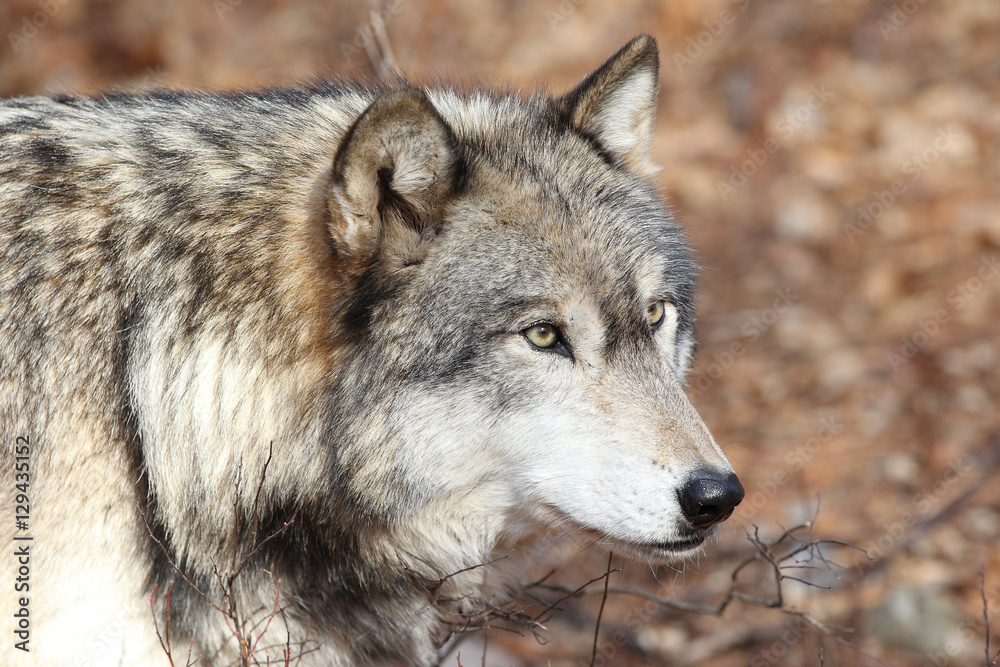 North American Gray Wolf