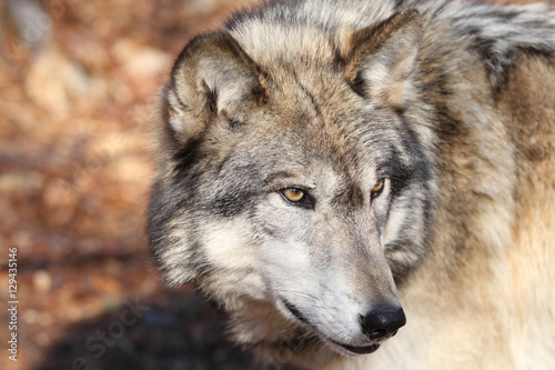 North American Gray Wolf © Dennis Donohue