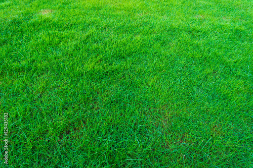 Green grass fresh natural background texture