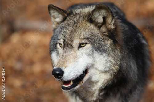 North American Gray Wolf