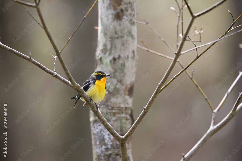 Naklejka premium キビタキ,スズメ目,ヒタキ科,ヒタキ亜科