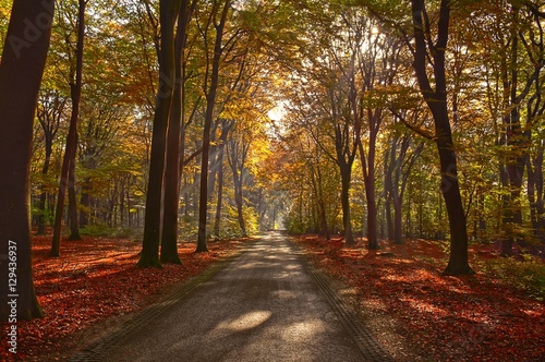 Sunrays of light in autumn forest with path and trees with colourful leaves. © Pieter Beens