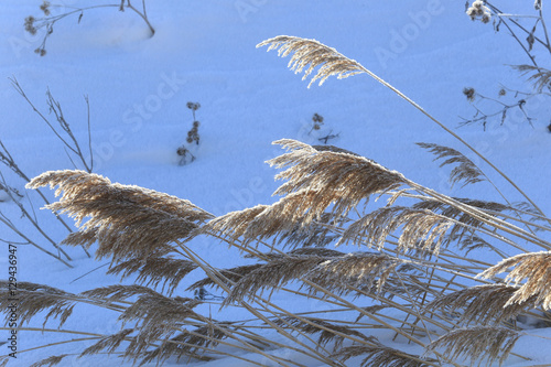 dry grass in the frost