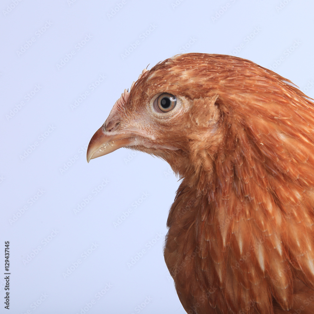 pair of chickens pair of chickens