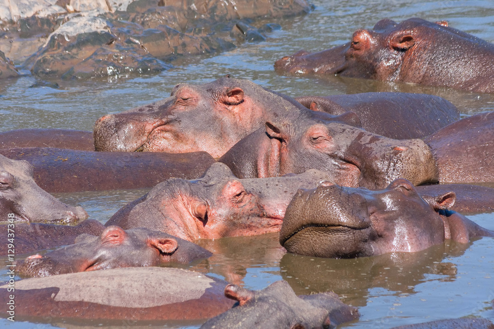 Numerous Hippopotamuses (Hippopotamus amphibius) bathe in river. Serengeti National Park, Great Rift Valley, Tanzania, Africa. Numerous Hippopotamuses (Hippopotamus amphibius) bathe in river. Serengeti National Park, Great Rift Valley, Tanzania, Africa.