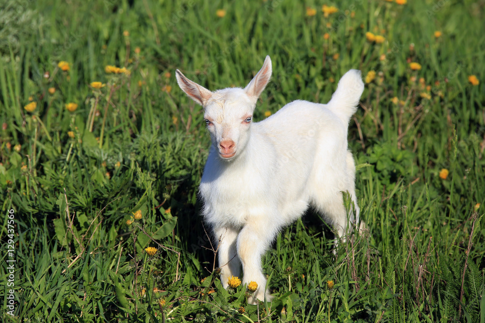 Obraz premium goatling on a meadow
